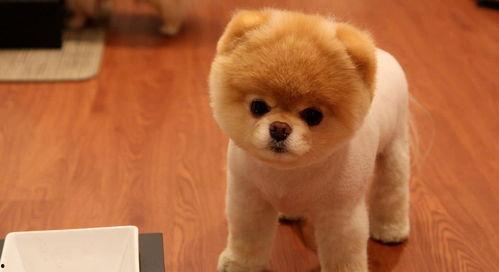 娱乐吃瓜酱抚慰犬,揭秘娱乐圈温馨治愈瞬间